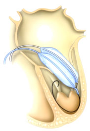 The Bonhoeffer MULTI-TRACK™ System